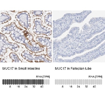 Anti-MUC17 antibody produced in rabbit，100UL，HPA031634-100UL，Sigma