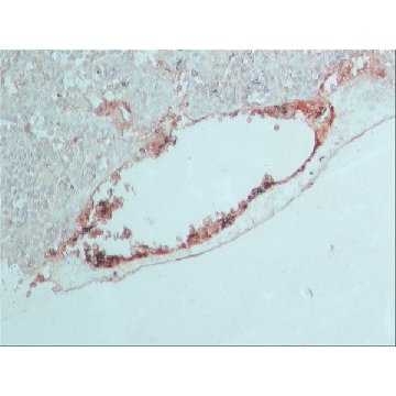 抗山羊 IgG（全分子）-过氧化物酶 兔抗，1ML，A4174-1ML，Sigma