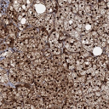 Anti-TRIM23 antibody produced in rabbit，100UL，HPA039605-100UL，Sigma