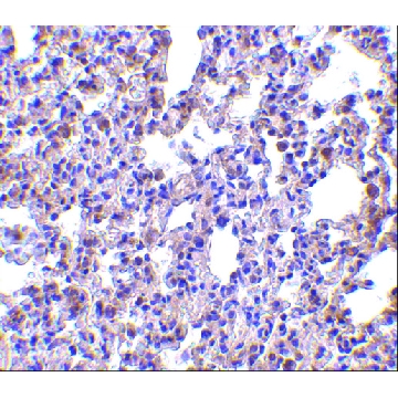 Anti-PKR antibody produced in rabbit，100UG，SAB3500326-100UG，Sigma