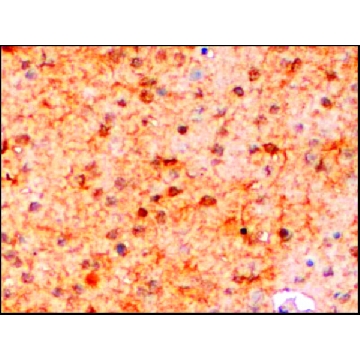 抗-AIF1/IBA1（异构体3） 山羊抗，100UG，SAB2500042-100UG，Sigma