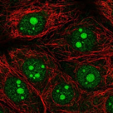 Anti-OLFM1 antibody produced in rabbit，100UL，HPA057444-100UL，Sigma