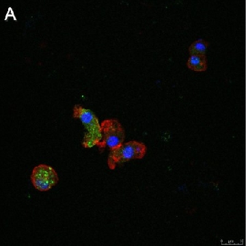 Anti-ATG8 Antibody, clone 2B11 ZooMAb® Rabbit Monoclonal，25UL，ZRB1585-25UL，Sigma
