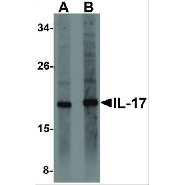 Anti-IL-17 (ab1) antibody produced in rabbit，100UG，PRS4877-100UG，Sigma