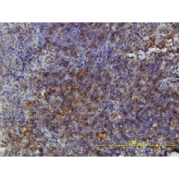 抗-GSDMDC1单克隆抗体 小鼠抗，100UG，WH0079792M1-100UG，Sigma