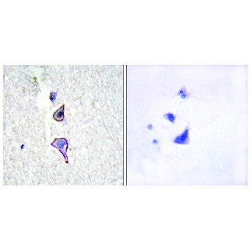 Anti-MRC2 antibody produced in rabbit，100UG，SAB4503729-100UG，Sigma