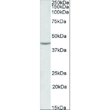 Anti-VEGFA antibody produced in goat，100UG，SAB2502119-100UG，Sigma