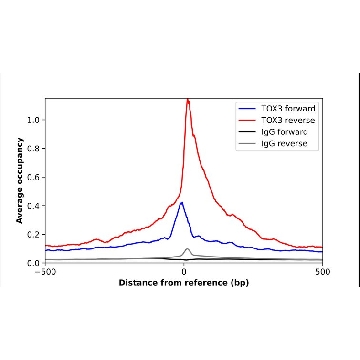 Anti-TOX3 antibody produced in rabbit，100UL，HPA040376-100UL，Sigma