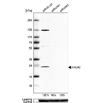 Anti-ARL4C antibody produced in rabbit，100UL，HPA028927-100UL，Sigma