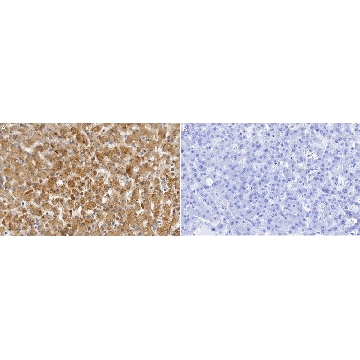 Anti-DGAT2 Antibody, clone 2H10 ZooMAb® Rabbit Monoclonal，，ZRB2721-4X25UL，Sigma