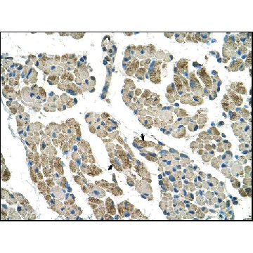 Anti-CLCC1 antibody produced in rabbit，100UL，AV44970-100UL，Sigma
