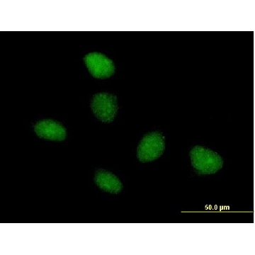 Anti-TAF15 antibody produced in mouse，50UG，SAB1406646-50UG，Sigma