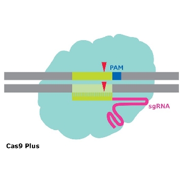 Cas9 Plus Protein，250UG，CAS9PL-250UG，Sigma