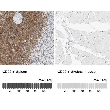 Anti-CD22 antibody produced in rabbit，100UL，HPA024353-100UL，Sigma