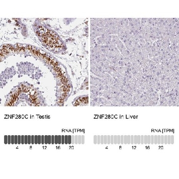 Anti-ZNF280C antibody produced in rabbit，100UL，HPA051494-100UL，Sigma