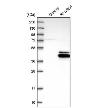 Anti-RPUSD4 antibody produced in rabbit，100UL，HPA039689-100UL，Sigma