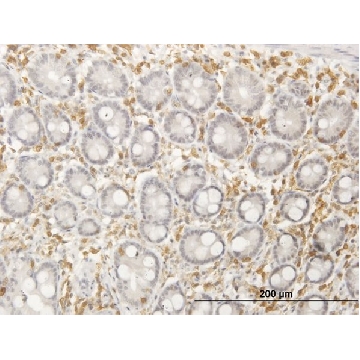 Anti-SEPT12 antibody produced in mouse，50UG，SAB1400789-50UG，Sigma