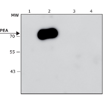 Anti-Pseudomonas aeruginosa Exotoxin A antibody, Mouse monoclonal，100UL，SAB4200871-100UL，Sigma