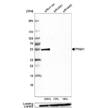Anti-PANX1 antibody produced in rabbit，100UL，HPA016930-100UL，Sigma