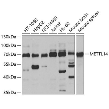 Anti-METTL14 antibody produced in rabbit，100UL，SAB5700855-100UL，Sigma