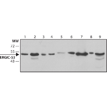 Anti-ERGIC-53 antibody, Mouse monoclonal，200UL，SAB4200585-200UL，Sigma