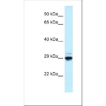 抗  MAF1 兔抗，100UL，SAB2106907-100UL，Sigma