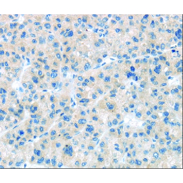 抗  CD63，100UL，SAB4301607-100UL，Sigma