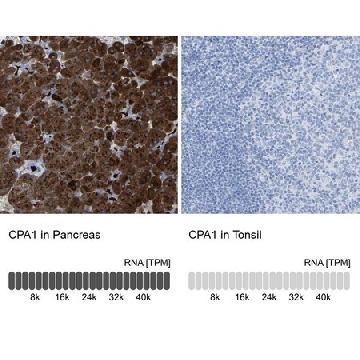 Anti-CPA1 antibody produced in rabbit，100UL，HPA021836-100UL，Sigma