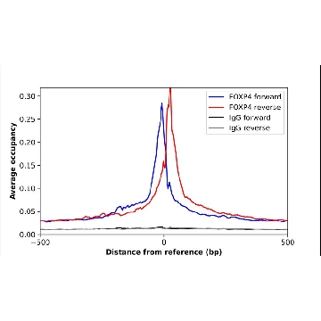 Anti-FOXP4 antibody produced in rabbit，100UL，HPA007176-100UL，Sigma