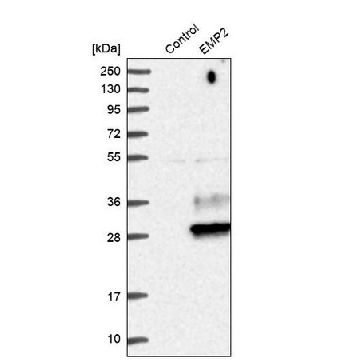 抗-EMP2 兔抗，100UL，HPA014711-100UL，Sigma