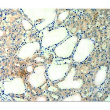 Anti-AGRN antibody produced in rabbit，100UL，SAB4301032-100UL，Sigma