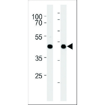 ANTI-MOUSE GPR68 (CENTER) antibody produced in rabbit，400UL，SAB1307244-400UL，Sigma