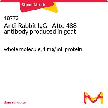 抗-兔 IgG - Atto 488 山羊抗，1ML，18772-1ML-F，Sigma