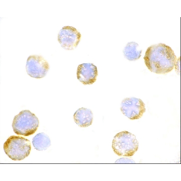 Anti-TLR3 (ab1) antibody produced in rabbit，100UG，PRS3643-100UG，Sigma