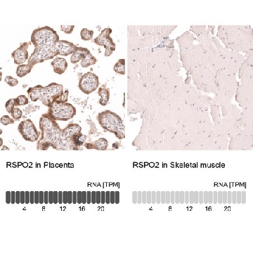 Monoclonal Anti-Rspo2 Antibody Produced In Mouse，1004G，AMAB91940-100UL，Sigma