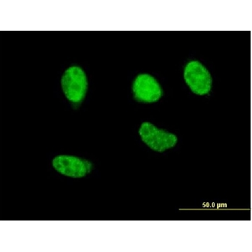 Monoclonal Anti-NFE2L2 antibody produced in mouse，100UG，SAB1404123-100UG，Sigma