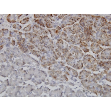 Monoclonal Anti-TRIM36 antibody produced in mouse，100UG，WH0055521M1-100UG，Sigma