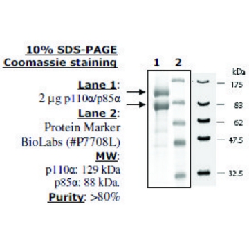 PI3 kinase (p110a/p85a) Active human，20UG，SRP0233-20UG，Sigma
