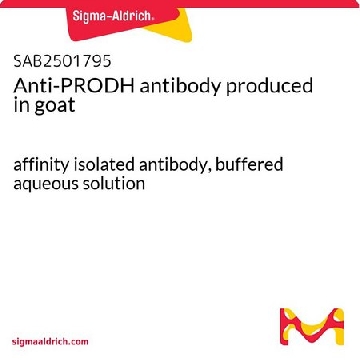 Anti-PRODH antibody produced in goat，100UG，SAB2501795-100UG，Sigma