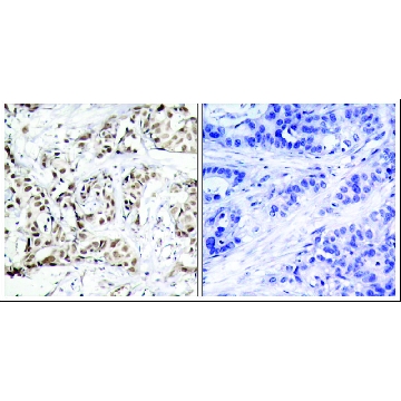Anti-phospho-MAPK9 (pThr¹⁸³) antibody produced in rabbit，100UG，SAB4300198-100UG，Sigma