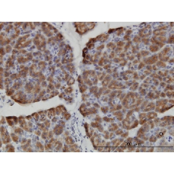 Monoclonal Anti-HERC3 antibody produced in mouse，100UG，WH0008916M1-100UG，Sigma