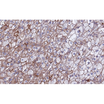 Anti-Flotillin 1 Antibody, clone 1F12-L1 ZooMAb® Rabbit Monoclonal，25UL，ZRB1801-25UL，Sigma