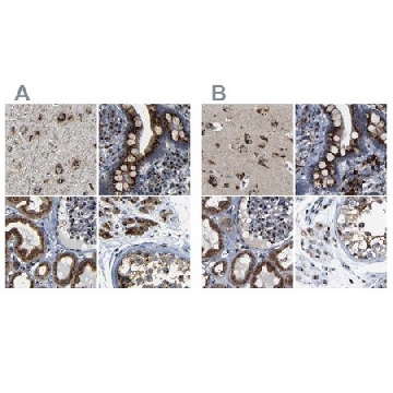 Anti-TGOLN2 antibody produced in rabbit，100UL，HPA012723-100UL，Sigma