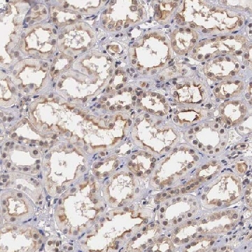 Anti-NR4A2 antibody produced in rabbit，100UL，HPA000543-100UL，Sigma