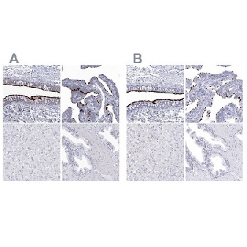 Anti-CCDC181 antibody produced in rabbit，100UL，HPA027281-100UL，Sigma