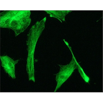 抗 β 微管蛋白 − 小鼠单克隆 FITC 抗体 小鼠抗，0.2ML，F2043-.2ML，Sigma