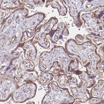 Anti-PSG11 antibody produced in rabbit，100UL，HPA046327-100UL，Sigma
