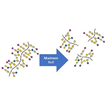 Mucinase StcE，5X100UG，SAE0202-5X100UG，Sigma