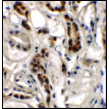 Anti-DPAGT1 antibody produced in rabbit，100UG，SAB3500683-100UG，Sigma