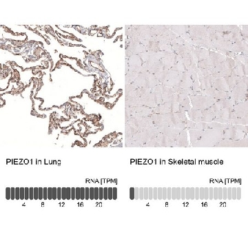 Monoclonal Anti-PIEZO1 antibody produced in mouse，100UL，AMAB91589-100UL，Sigma